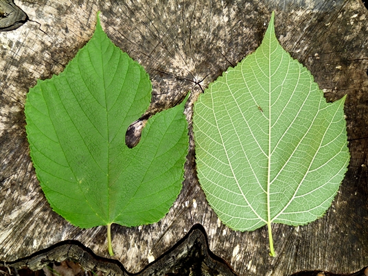 {Morus rubra}